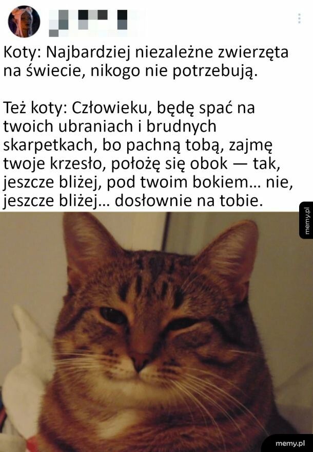 Koty takie są