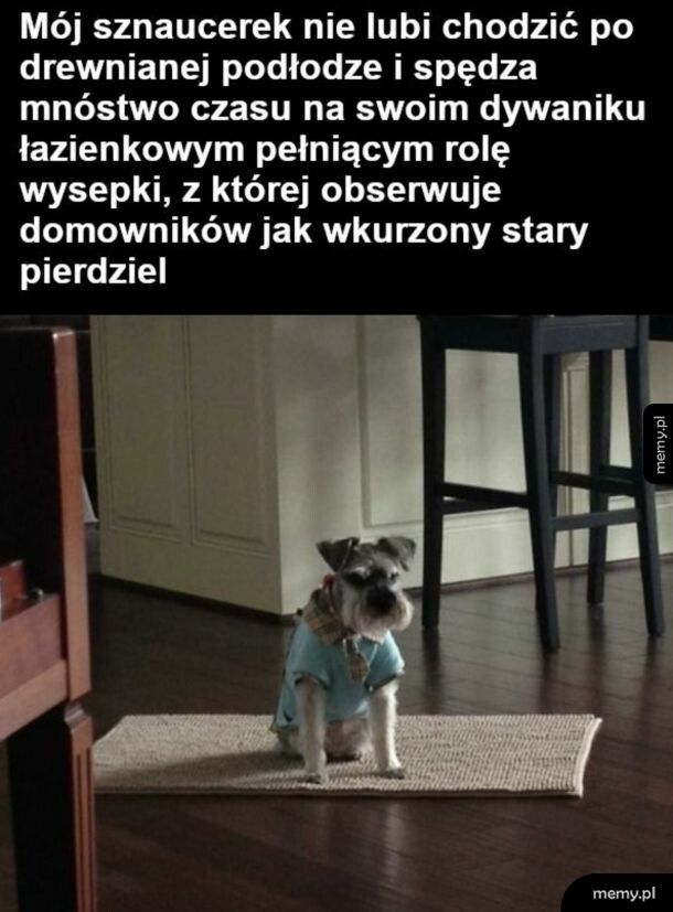 Siedzi i ocenia