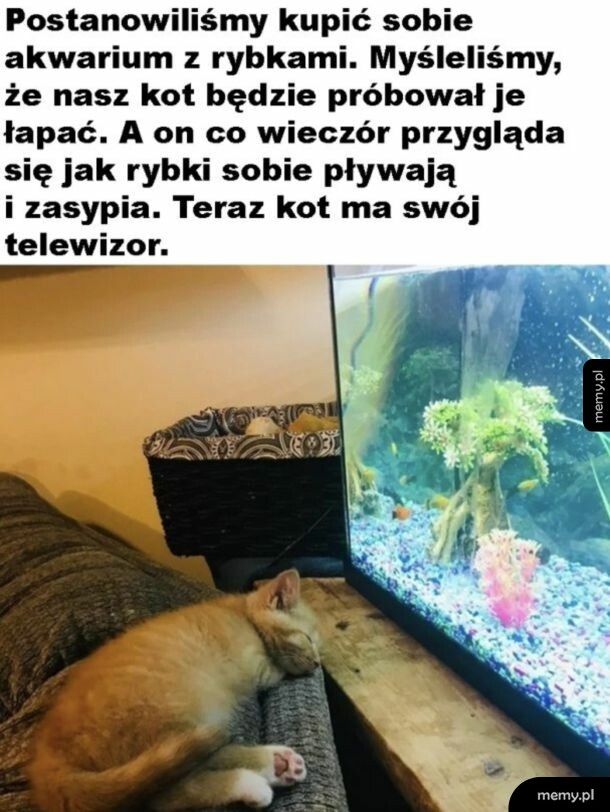 Telewizor dla kota