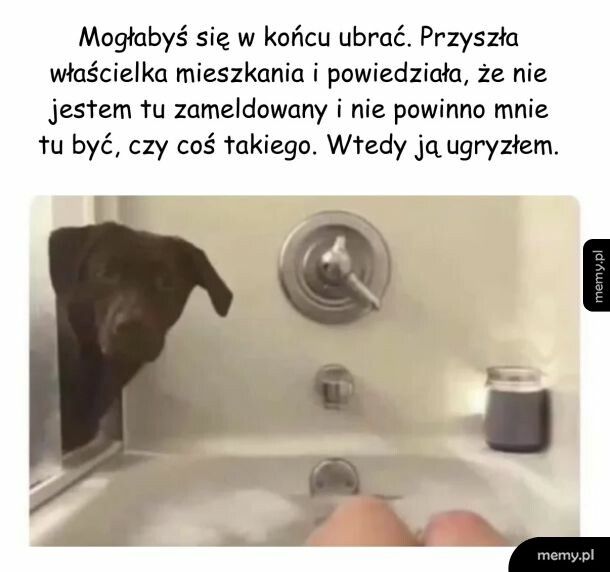 Gdy pies otwiera drzwi