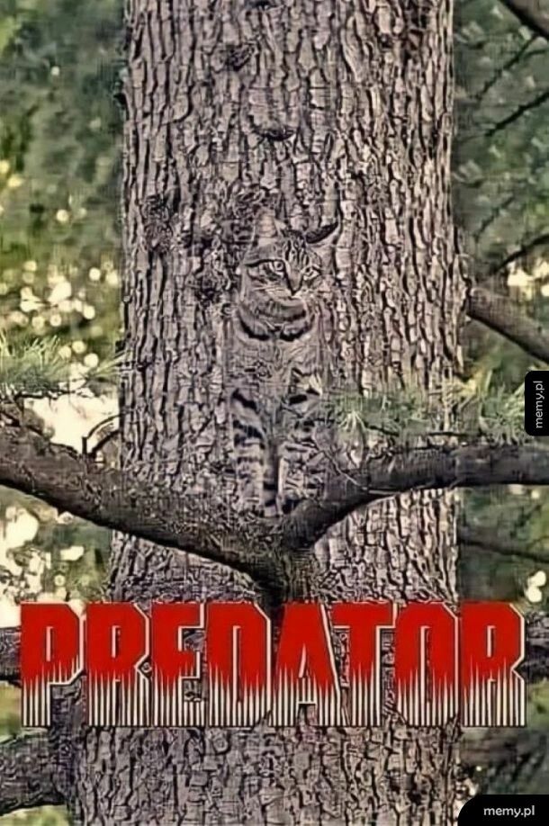 Predator