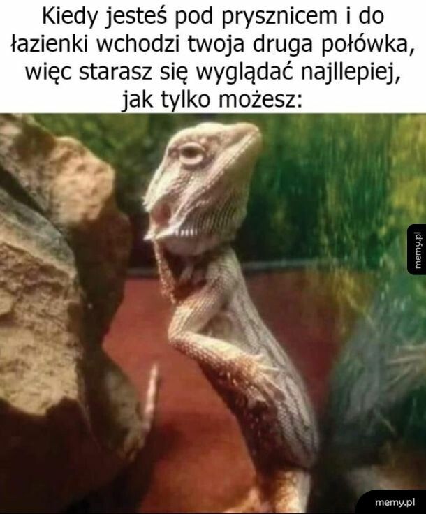 Jaszczur