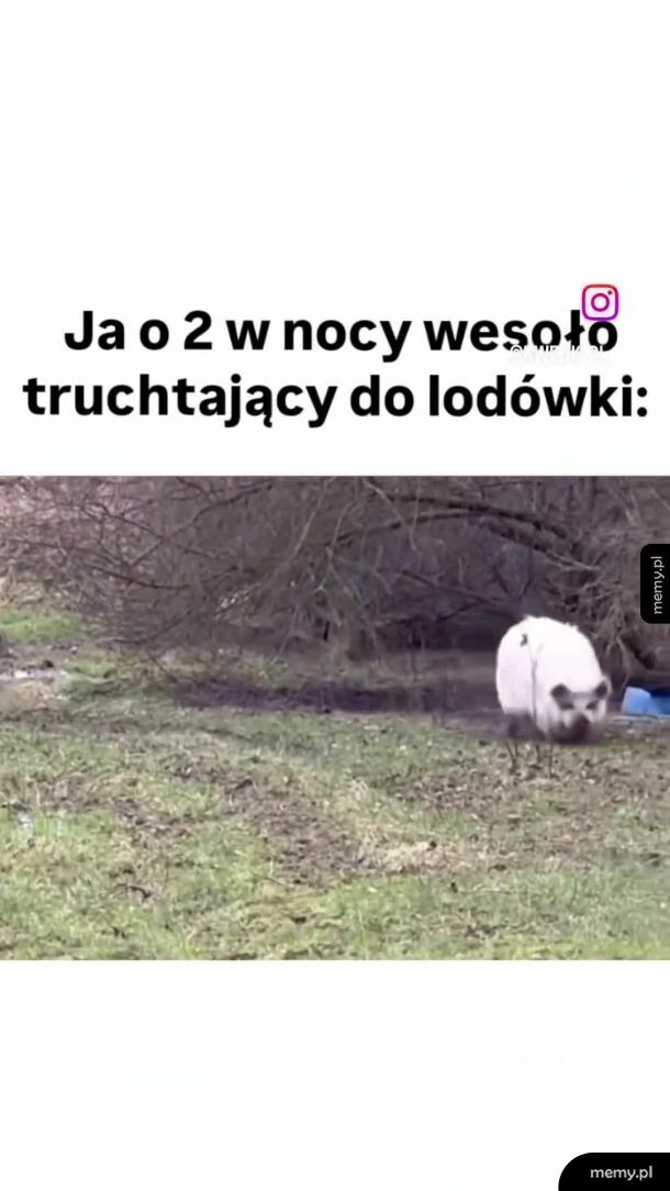 Nocna świnka