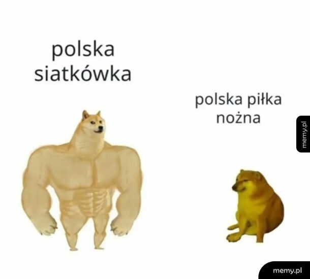 Polska siatkówka