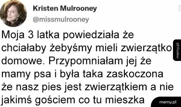 Zwierzątko domowe