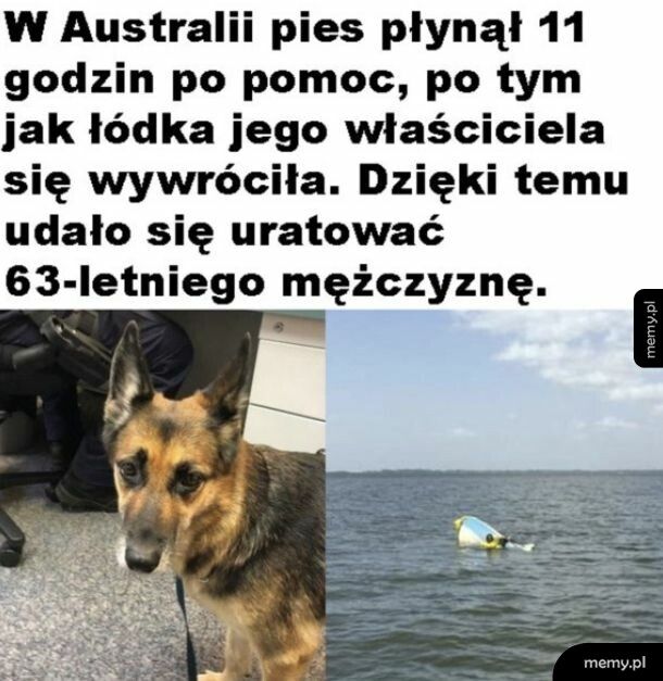 Dobry pieseł