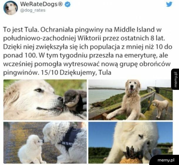 Dobry piesek