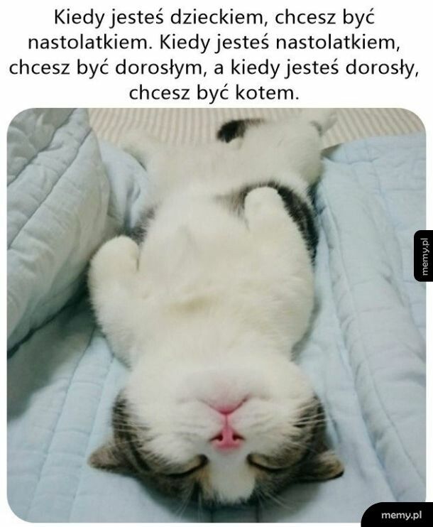 Kot wygrywa   xd