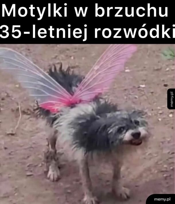 Tak to się prezentuje
