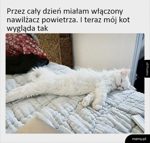 Został nawilżony