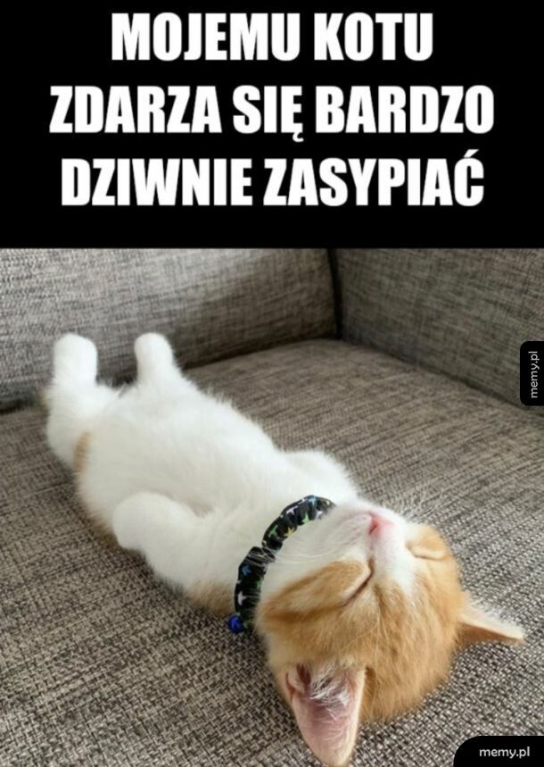Kot