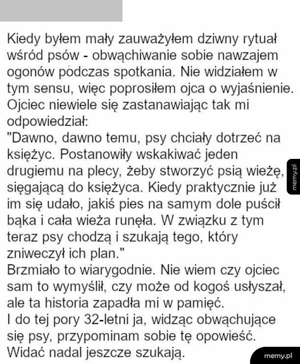 Dziwny rytuał wśród psów