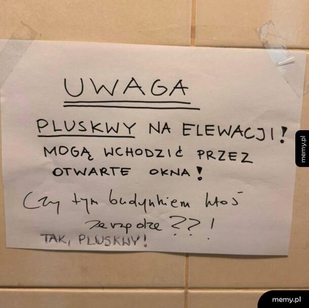 Pluskwy