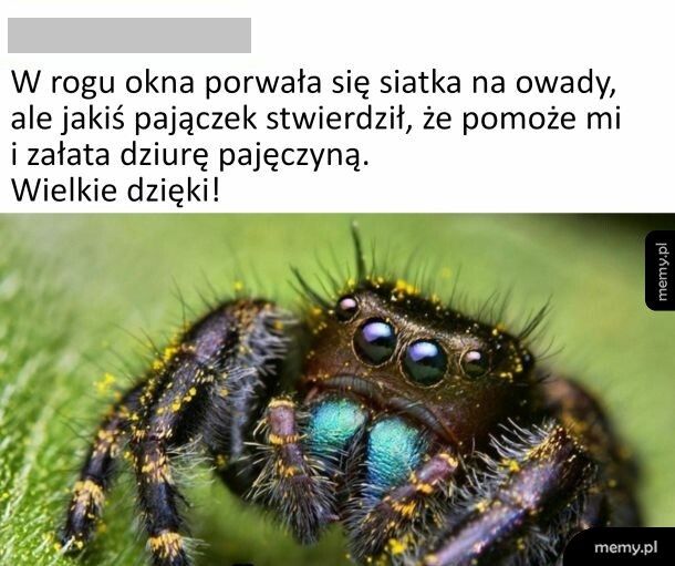 Miły pająk
