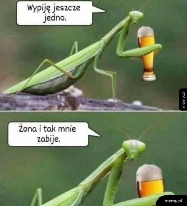 Urwie mu łeb!