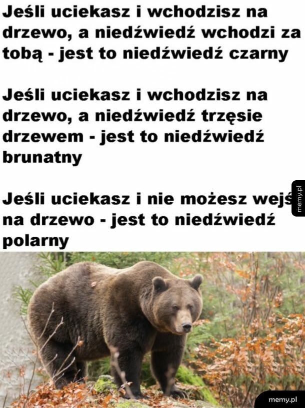 A jeśli niedźwiedź spada ci z drzewa na głowę, to jest to panda