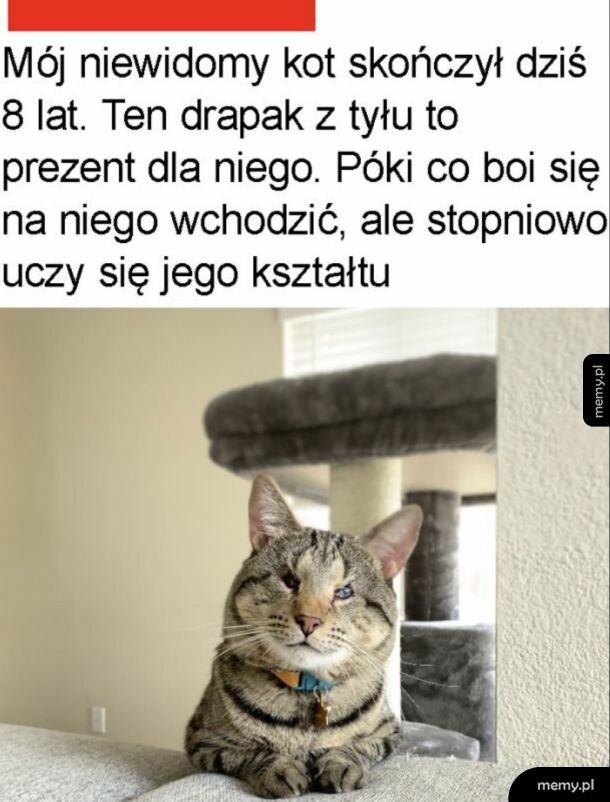 Dzielny kotek