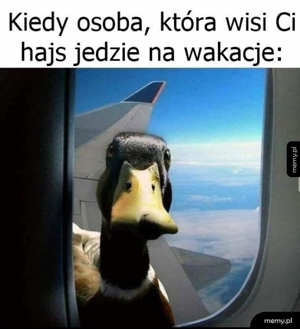 Dlużnik   xd