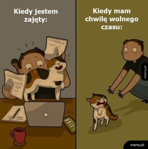 Takie są koty