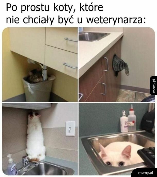Wizyta