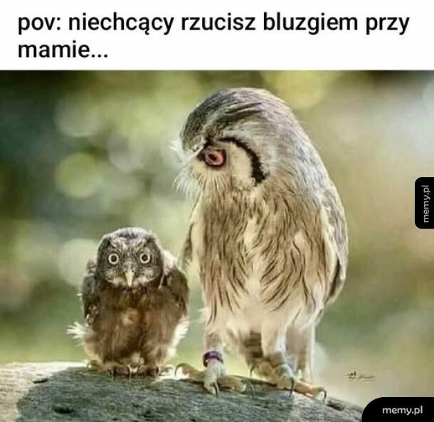 Cholibka