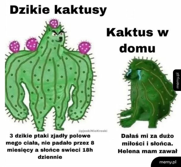 Bywa