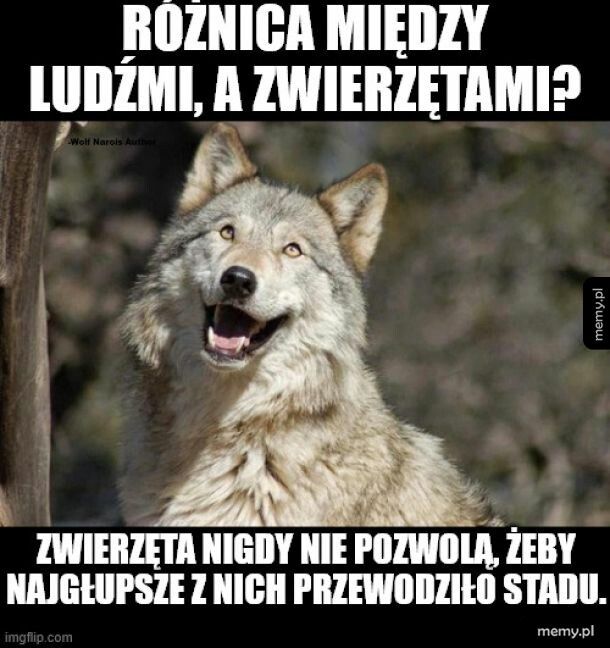 Podstawowa różnica