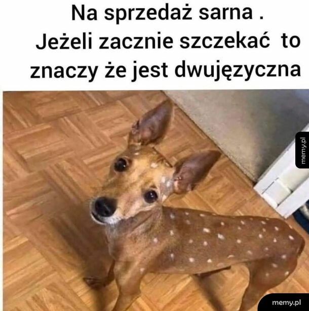 Sarna na sprzedaż
