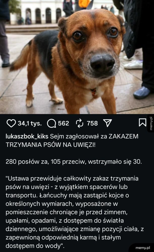 Dobre wieści dla czworonogów i ich miłośników!