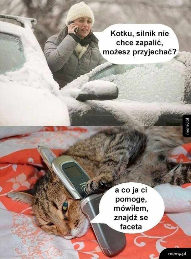 Kotek