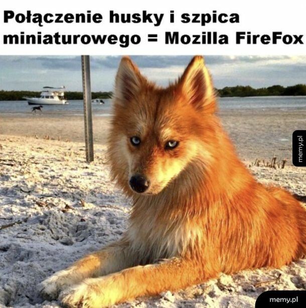 Piękny