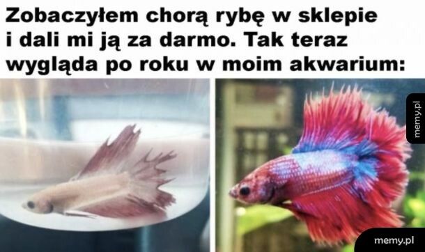 Pięknie odżyła