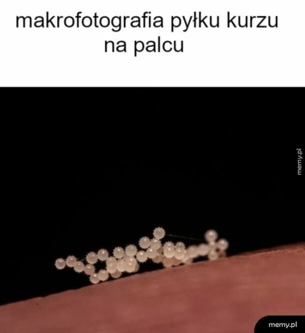 Kurz