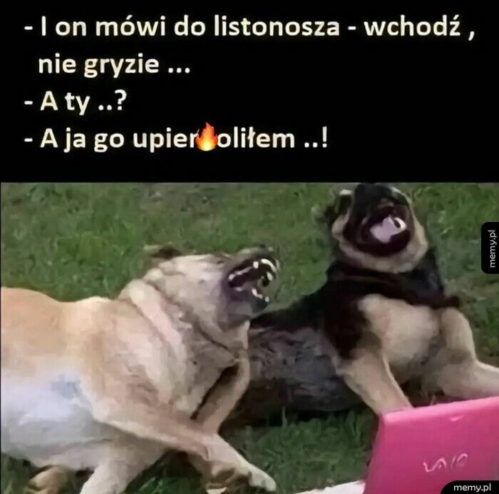 łatwowierny