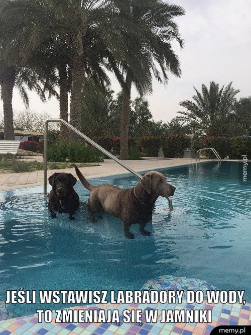  Jeśli wstawisz labradory do wody, to zmieniają się w jamniki  