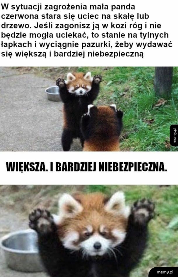 Przerażająca jest