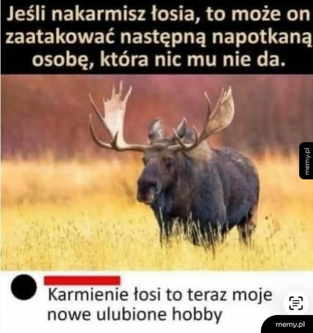 Brzmi jak świetny plan, a potem znowu spotykasz tego samego łosia, a nie masz juz zapasowej kanapki