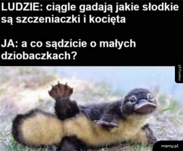 Dziobaczek