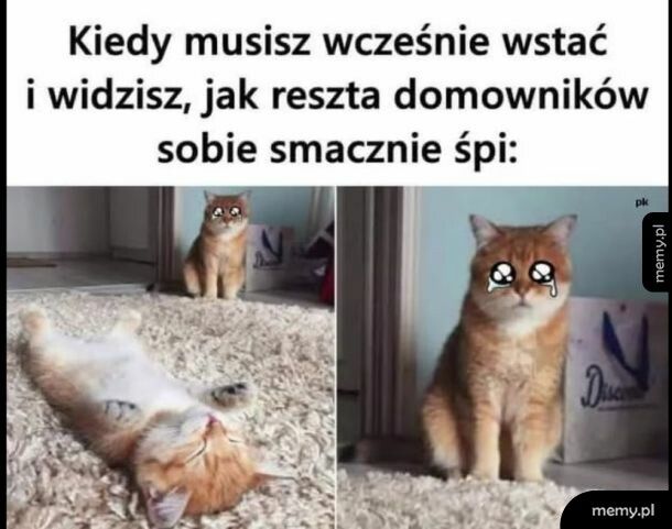 Spanko