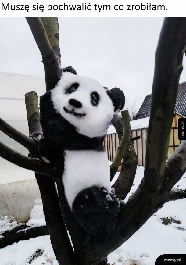 Śnieżna panda