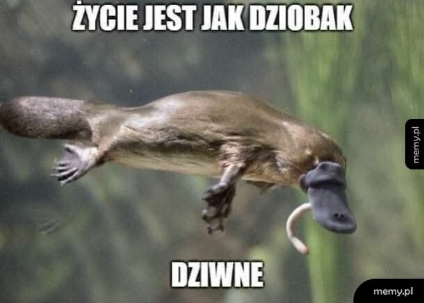 Pepe Pan Dziobak