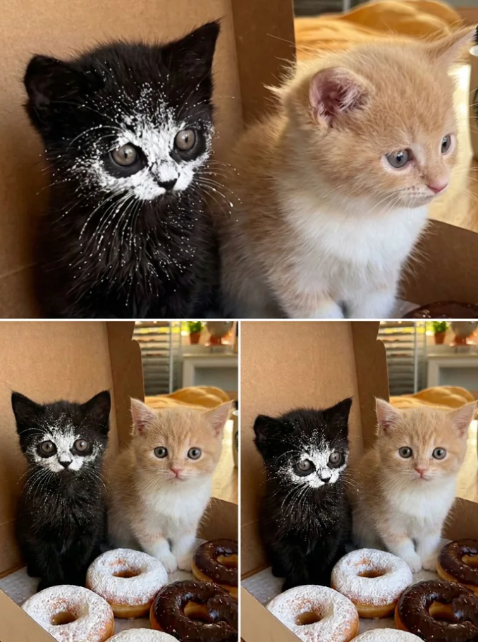 Jak byście go nazwali ?