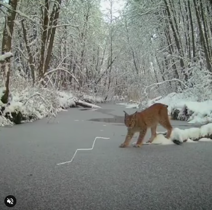 Ryś sprawdza, czy może bezpiecznie przekroczyć rzekę.