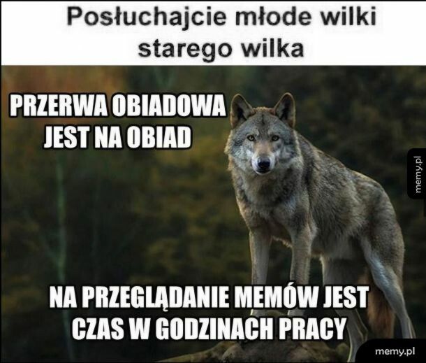 Doświadczony stary wilk