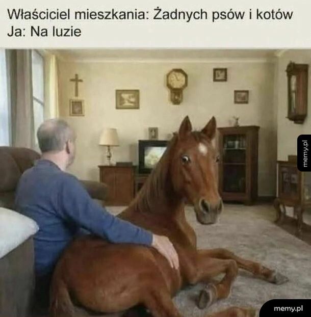 Żadnych ps&oacute;w i kot&oacute;w