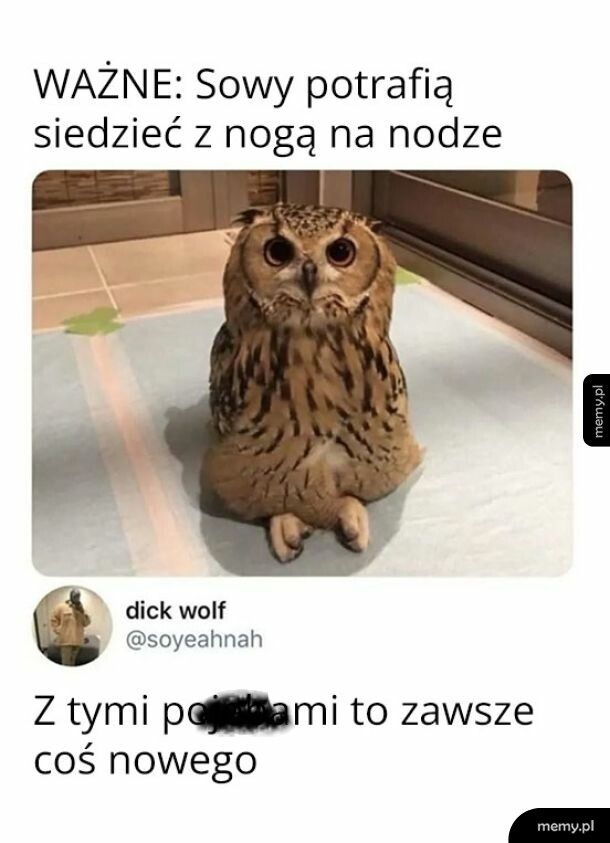 Sowy są najlepsze