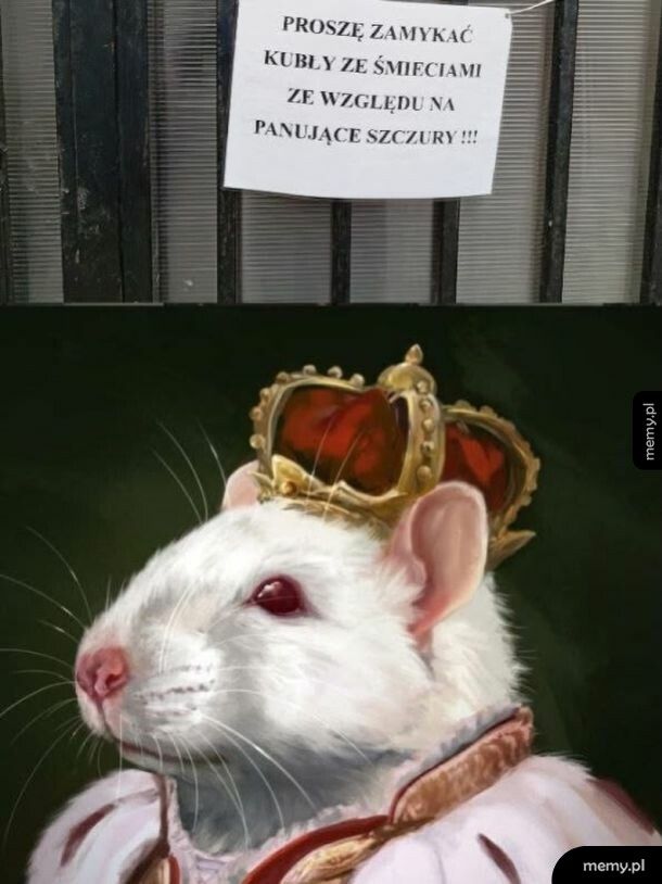 Panujące szczury