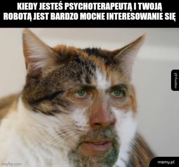Kocia morda