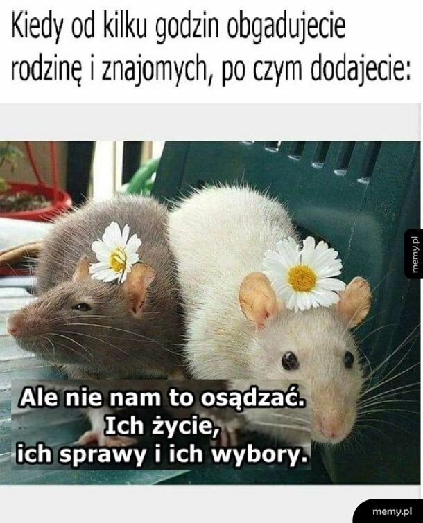 Plotki