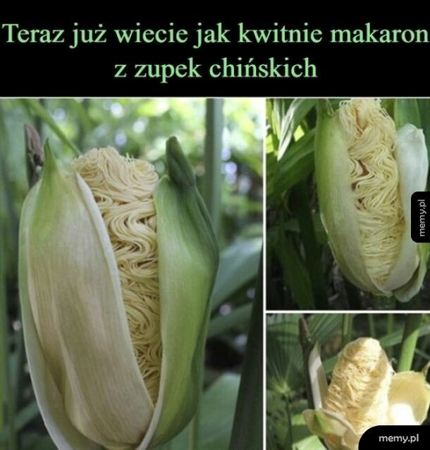 Makaron